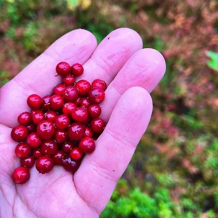 Appartement Lammensyli Ruka